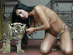 Bestiality Dutch Orgy With Tiger