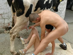 Cow Sex Zoo