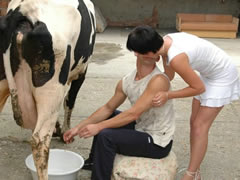 Cow Sex German Orgy