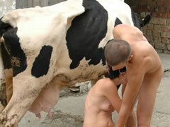 Cow Sex German Orgy