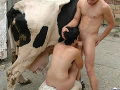 Cow Gay Porn